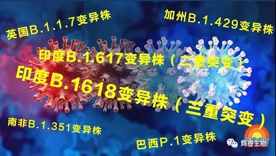 輝睿生物助力全球新冠疫情，可檢測(cè)新型冠狀病毒全位點(diǎn)變異毒株！